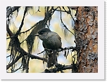 kuukkeli iberian jay 8741 * 800 x 587 * (406KB)